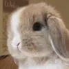 bunny.2289