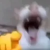 baothaidayne