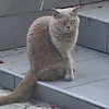 diesahnewakawakae