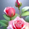 mallika.mallika512
