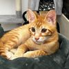mishthecat5