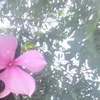 aesu_un