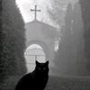 midnightcrow_supporter