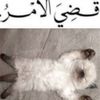 callmem7mdfr