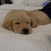 jaxthegolden1