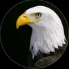 ziauddin.moahed