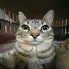janekokk33