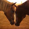 katie.horses.updates