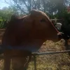 covitina.do.boi.de