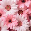 milou6339