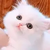 mslma111