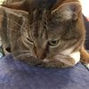 millerlovescats