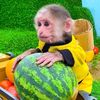 monkey video 🐒