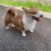 pokesmon82