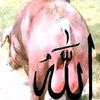 muhammad.saw790