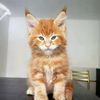 hera_animalrescue
