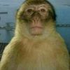 chepe1.2.1