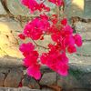selwadore.josap