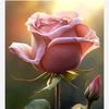 user6560115782178
