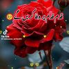 shoukat.hayat.585