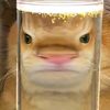 leaimupp