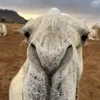 atb_o4