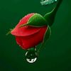 user9024334131806