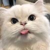cat_moment21