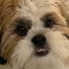 thedigitaldoggy