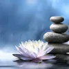 Cúc Vàng Tỉnh Thức