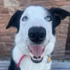 pawsandpings