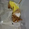 chibilackie
