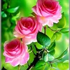 nhp.sng.min.ty2