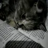 mar_iam931
