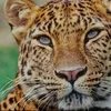 tiger.tan05