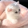 s_lylion