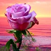 du.ty501