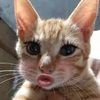 nharrfnsrn4