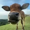 danizz212