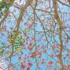 🦋🌈🌷Lindah  💐🌈🦋