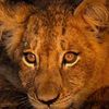 lionpride82