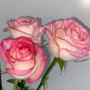 amina_6990
