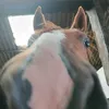 .rileyequine