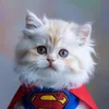 Gatinho Fofinho0001