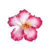 enas.ahmed719