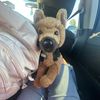 reghans.playful.puppers