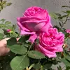 rooz2aa