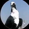 k_ry68