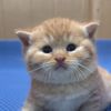 kucing.aisya2