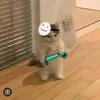gatinho.do.mine